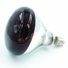 AMPOULE  POUR ELEVEUSE 100W