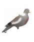 APPELANT PIGEON SANS PATTES