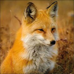 SERVIETTE PORTRAIT RENARD
