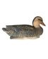 APPELANT COLVERT FEMELLE HD