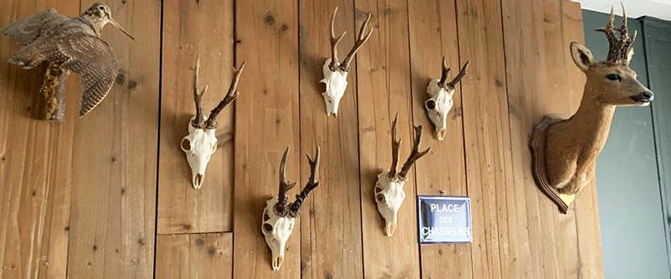 Comment Faire Un Massacre De Chevreuil En Video